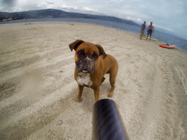  amigo 